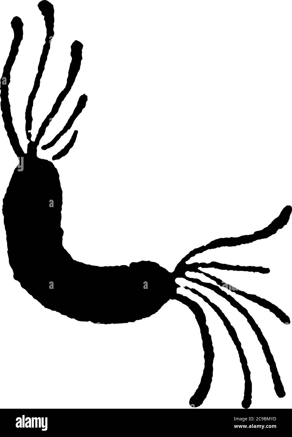 Eine typische Darstellung der motilen und spiralförmigen Bakterien, Spirillum Undula, Ehrunb, eine Form von Bakterien, die Zilien und ihre Anordnung zeigen, Stock Vektor