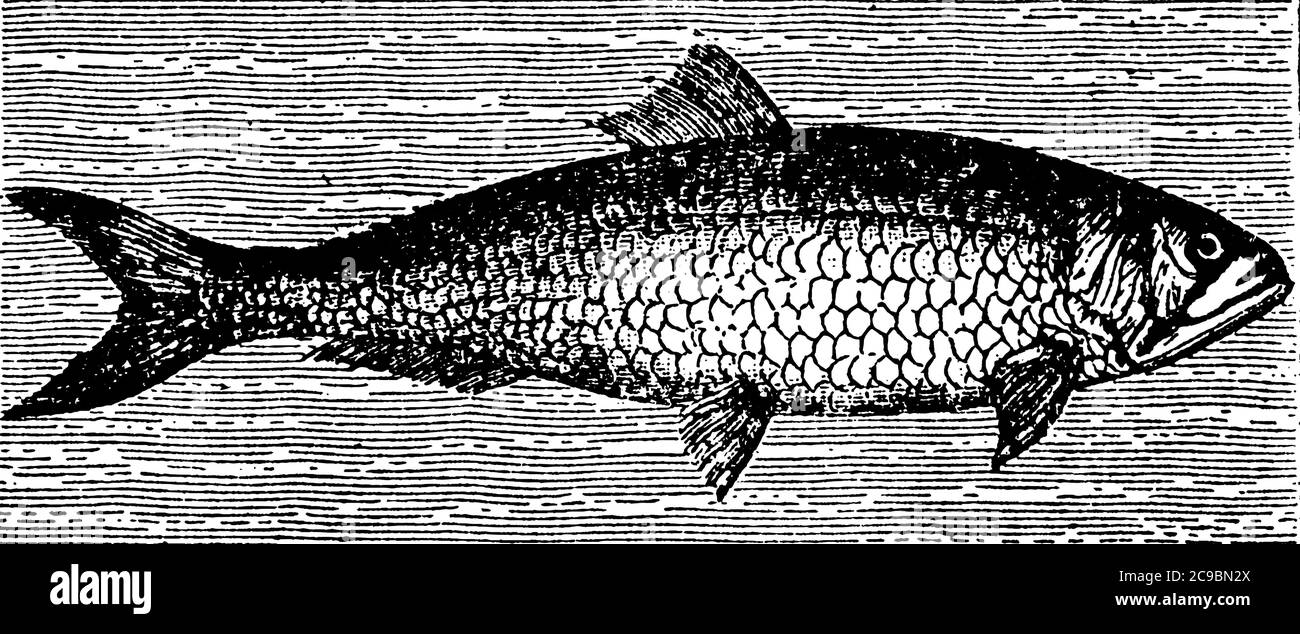 SHAD ist der beliebte Name von drei anadromous Fische der Gattung Clupea: (1) der Allitz oder europäischen Shad. (2) der amerikanische Shad, ein wichtiges Lebensmittel fis Stock Vektor