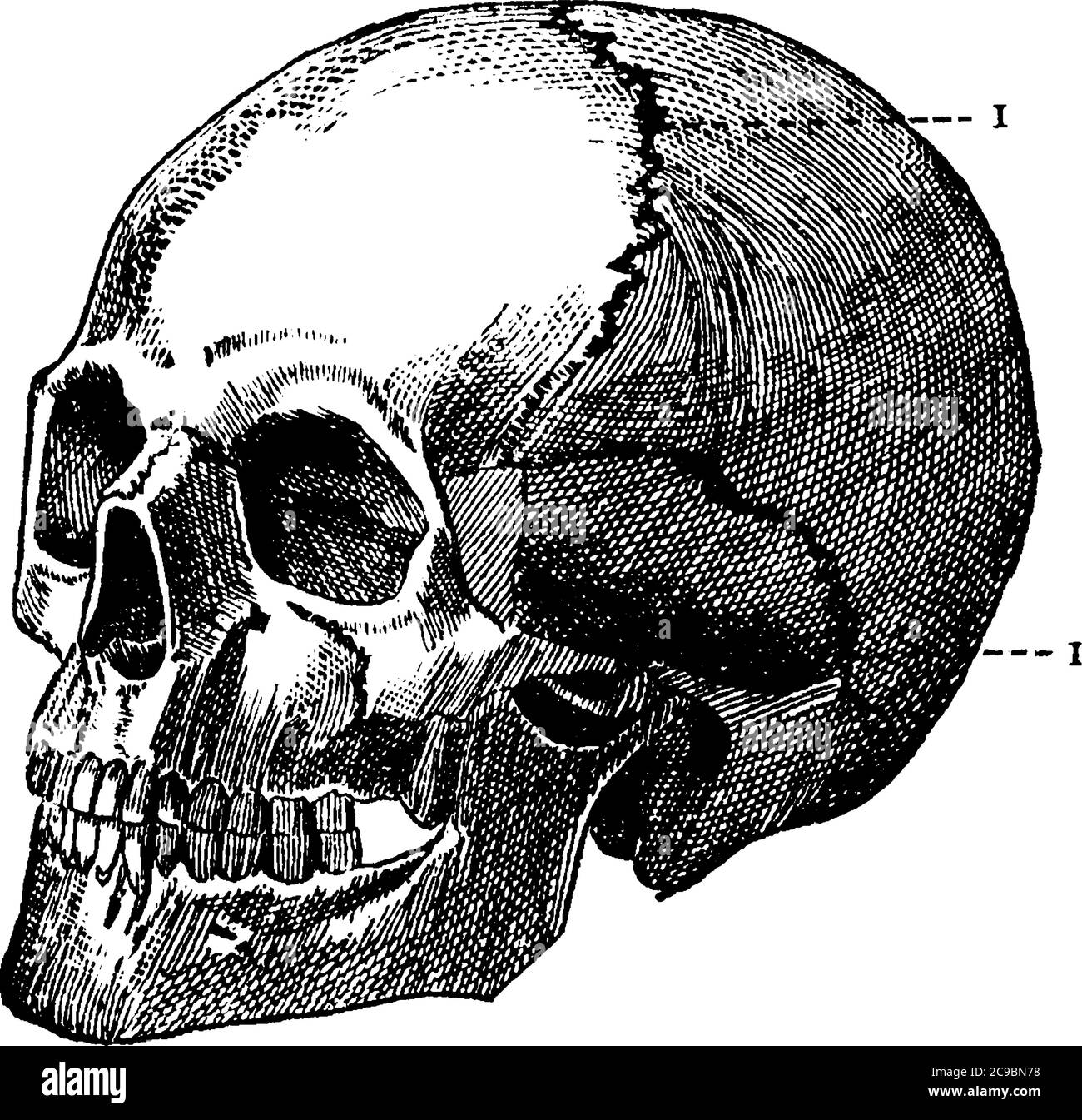Eine typische Darstellung eines menschlichen Schädels, eine knöcherne Struktur, die den Kopf bei Wirbeltieren bildet, eine Vintage-Linienzeichnung oder Gravurdarstellung. Stock Vektor