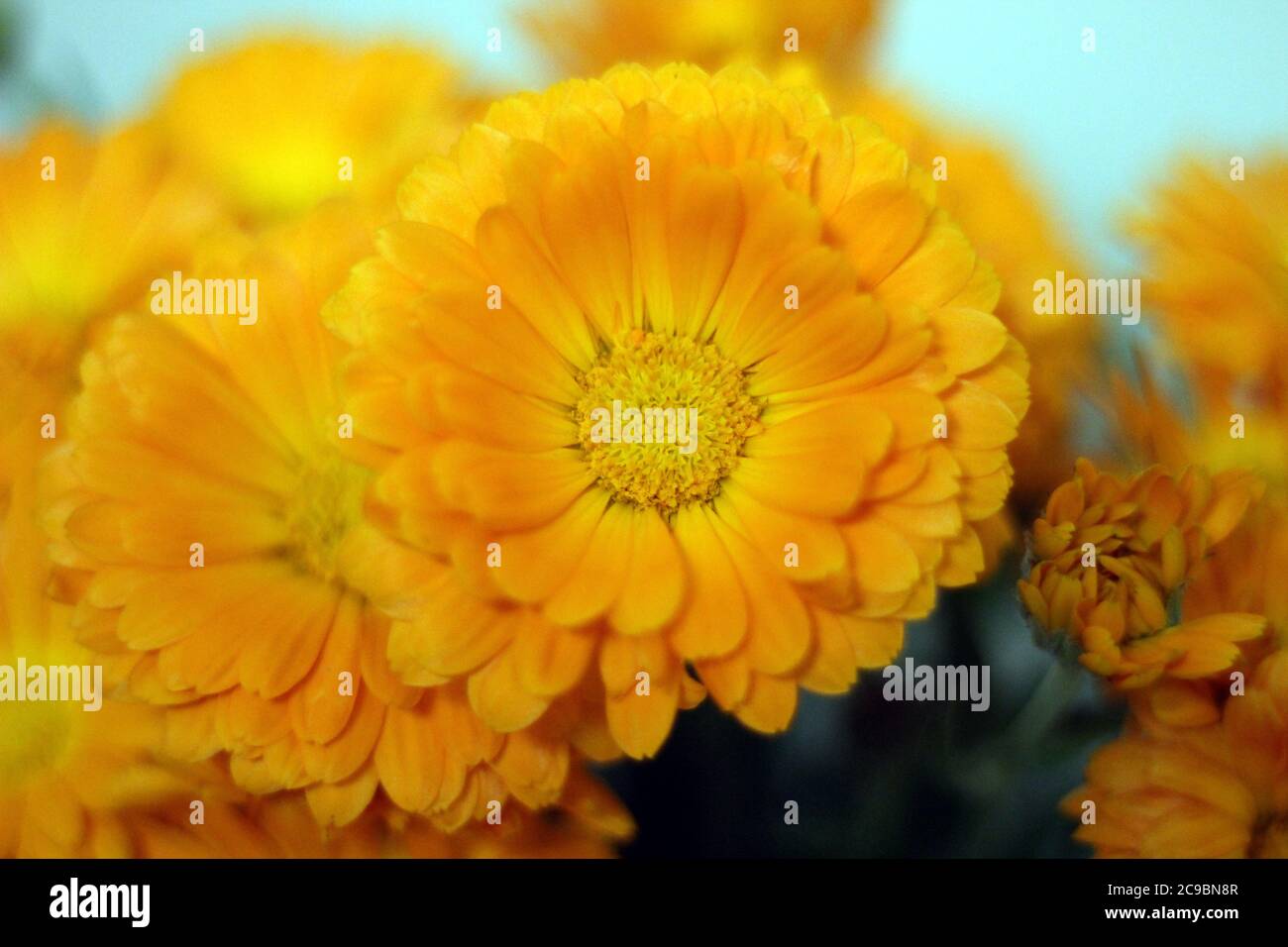 Blühende gelbe Kanne Ringelblumen Stockfoto