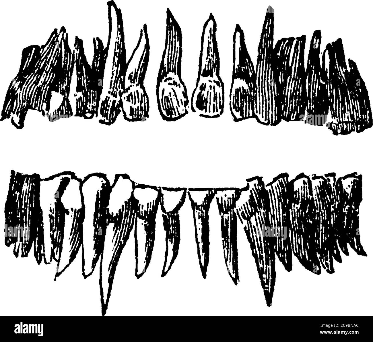 Eine typische Darstellung der vollständigen permanenten Satz von menschlichen Zähnen, vor gesehen; verwendet, um mechanisch brechen die Lebensmittel Partikel verbraucht, Jahrgang Stock Vektor