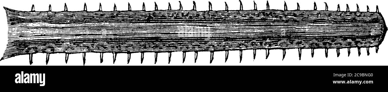Diese Art von Fisch ist deutlich und als Schwertfisch benannt, aufgrund seiner schwertartigen, langen scharfen Nieten Nase, Vintage-Linie Zeichnung oder Gravur Illustration. Stock Vektor