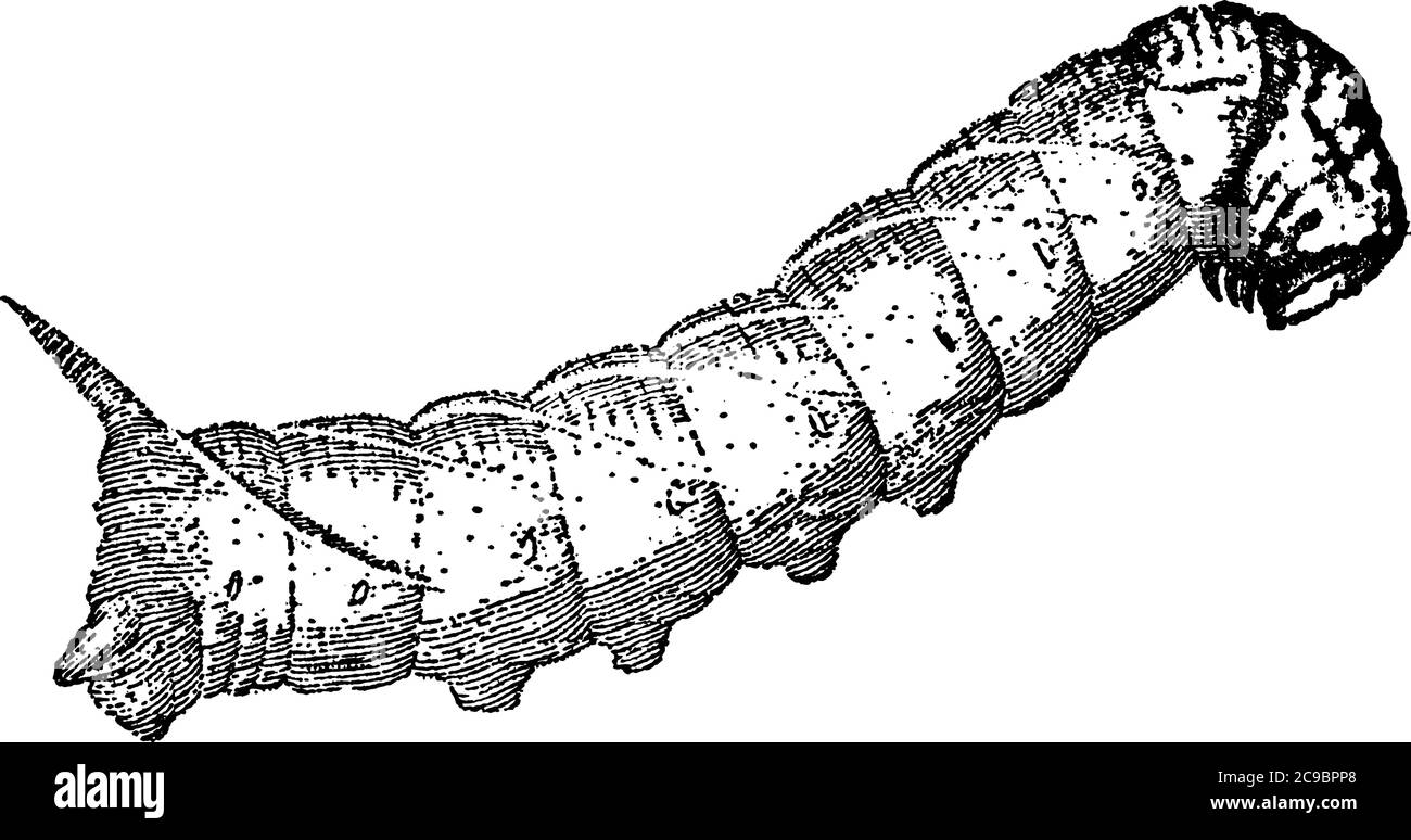 Sphinx Motten, so genannt, von der neugierigen Gewohnheit, die die Larve haben von der Erhöhung der vorderen Segmente ihrer Körper, und bleiben regungslos in thi Stock Vektor