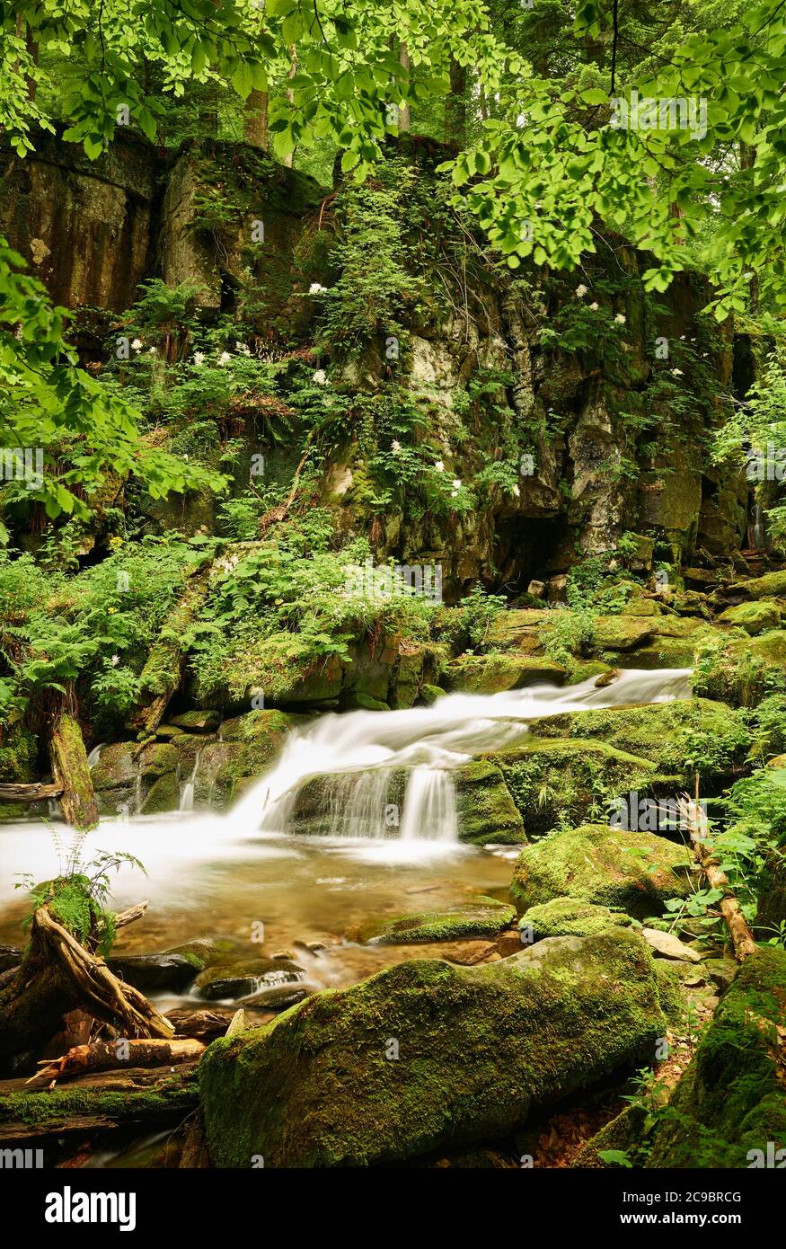 Ruhiger Wasserfluss in einer märchenhaften Bergschlucht, herrlicher Wojewodyn Fluss im Sommer, Ukrainische Transkarpatien (Zakarpattia), Karpaten Stockfoto