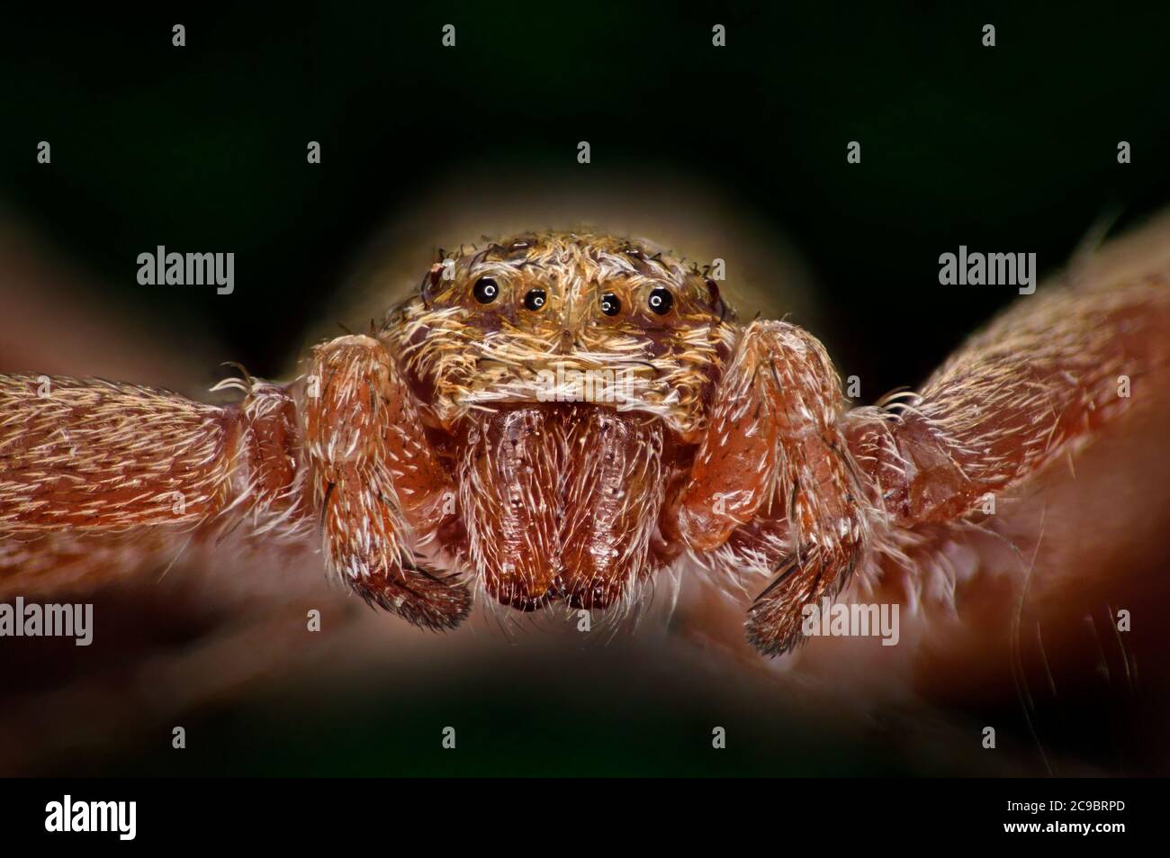 Laufspinne, Philodromus caureolus, weiblich. UK, Detail Porträt mit Augen, Handgriffe Stockfoto