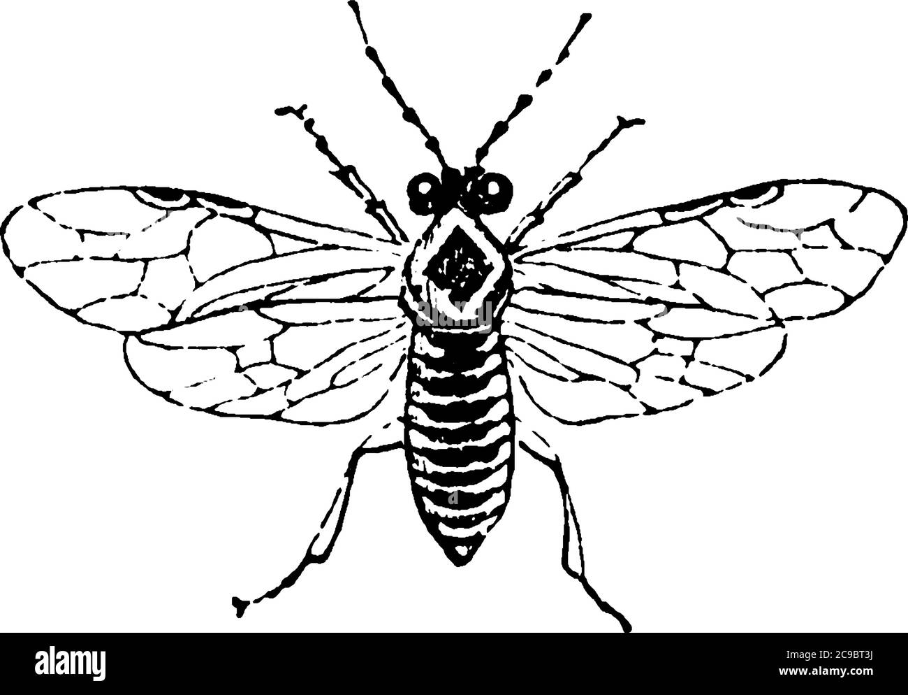 Sägefliegen sind die Insekten der Unterordnung Symphyta innerhalb der Ordnung Hymenoptera neben Ameisen, Bienen und Wespen, Vintage-Linienzeichnung oder Gravur illus Stock Vektor