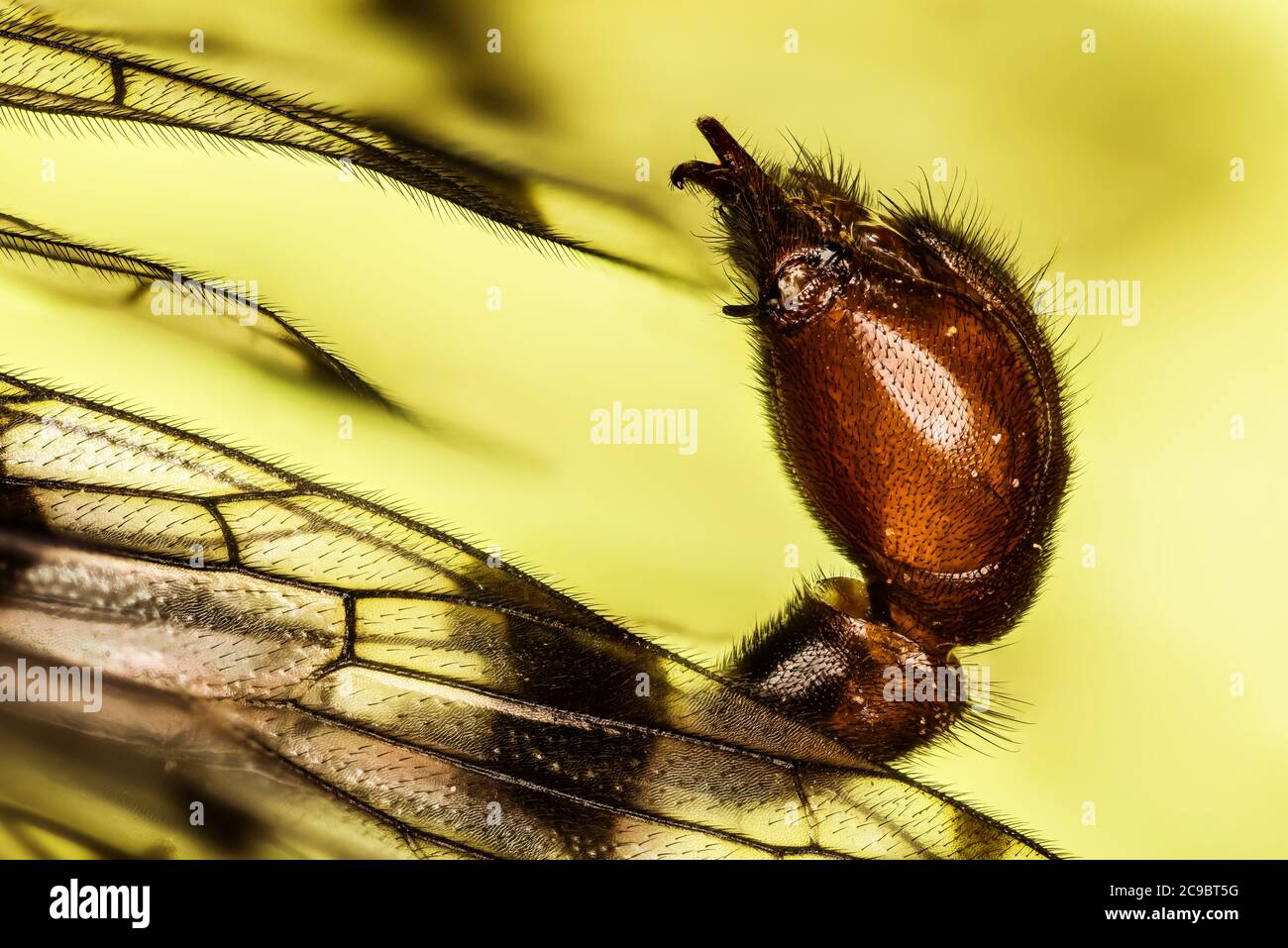 Abdomen der Skorpion-Fliege. Sein lateinischer Name ist Panorpa communis. Stockfoto