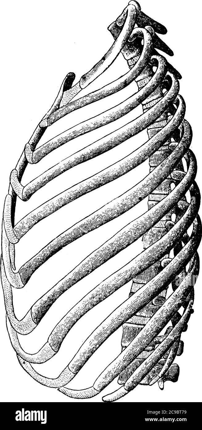 Eine typische Darstellung der Rippen der linken Seite, mit dem dorsalen und zwei Lendenwirbeln, den Rippenknorpeln und dem Sternum., Vintage Line Draw Stock Vektor