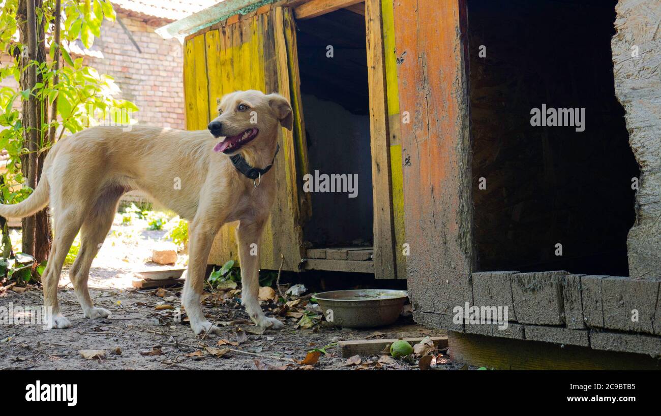 Ein Hund im Hof neben zwei Holzhäusern in einem Tierheim für verlassene  Hunde Stockfotografie - Alamy