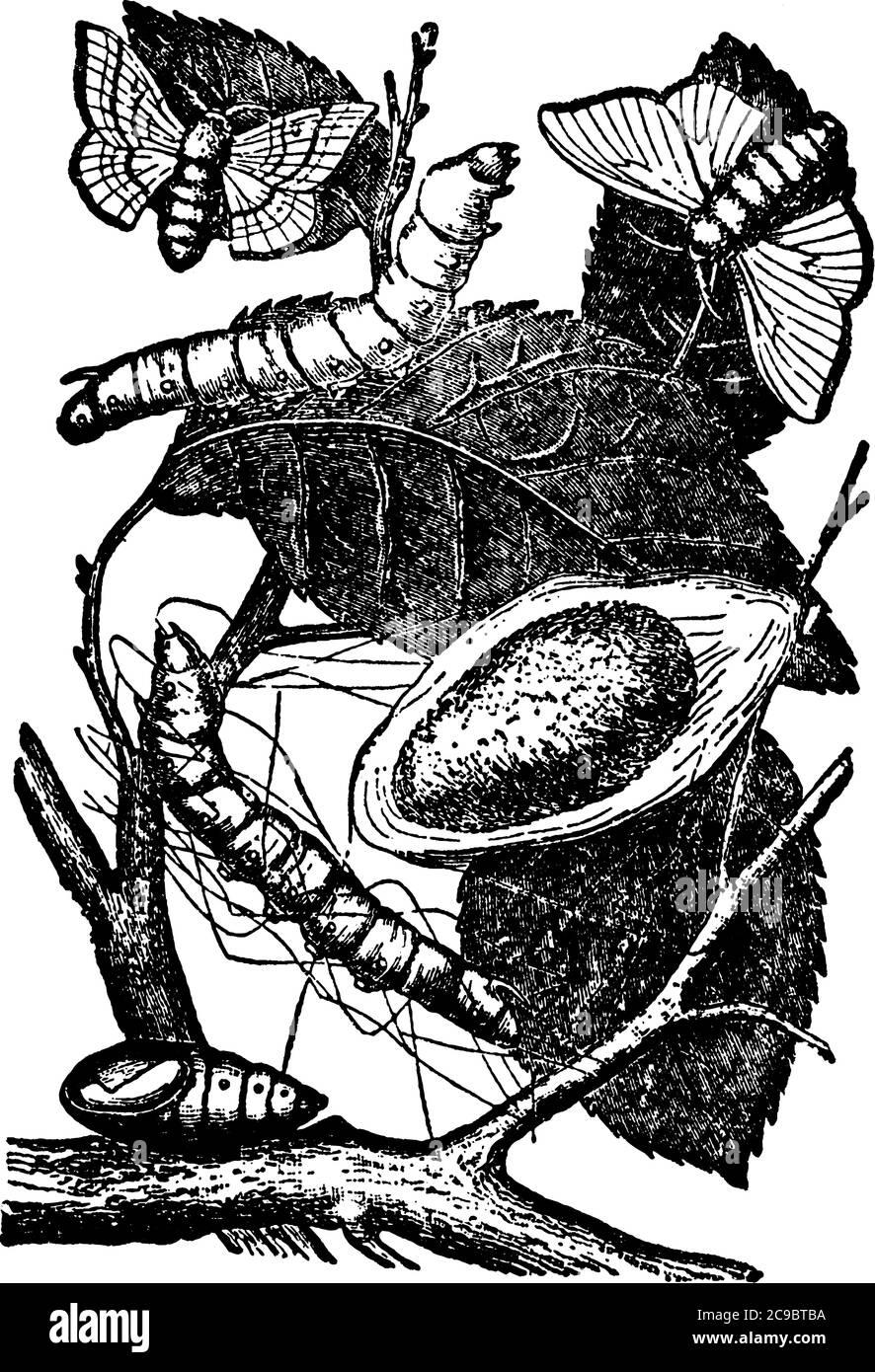 Seide ist der eigentümliche glänzende Faden, der von den Raupen oder Larven der Arten der Motten gesponnen wird, und eine bekannte Art von Gewebe, das aus ihm hergestellt wird. Angezeigt Stock Vektor