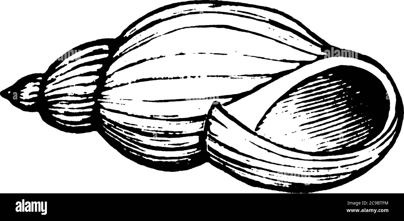 Die Schneckenschale ist Teil des Körpers einer Schnecke, einer Art Weichtier. Es ist ein Exoskelett, das Schnecken vor Raubtieren, Vintage-Linie Zeichnung oder schützt Stock Vektor