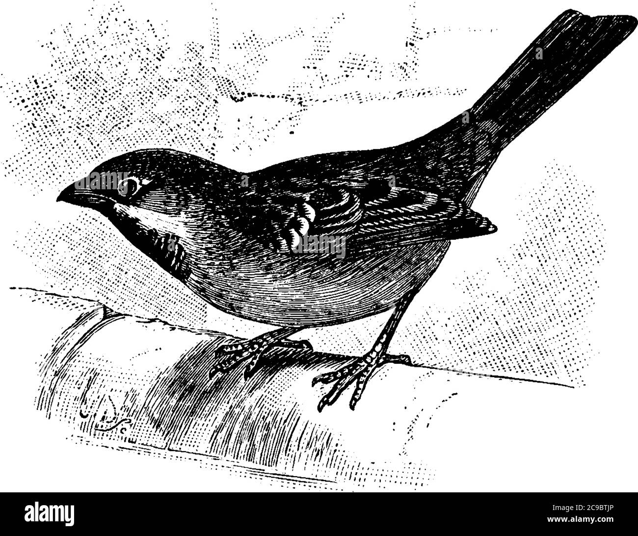 Sperlinge (Gattung Passer) sind eine Familie kleiner Singvögel, und sind kleine, dicke, meist braune und graue Vögel mit kurzen Schwänzen und stumpf, kräftig Stock Vektor
