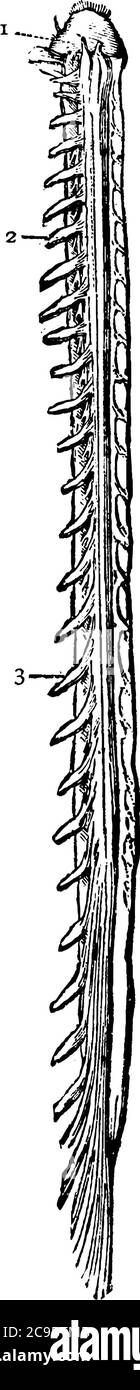 Eine typische Darstellung des menschlichen Rückenmarks, eine lange, dünne, röhrenförmige Struktur aus Nervengewebe, die sich von der Medulla oblongata erstreckt Stock Vektor