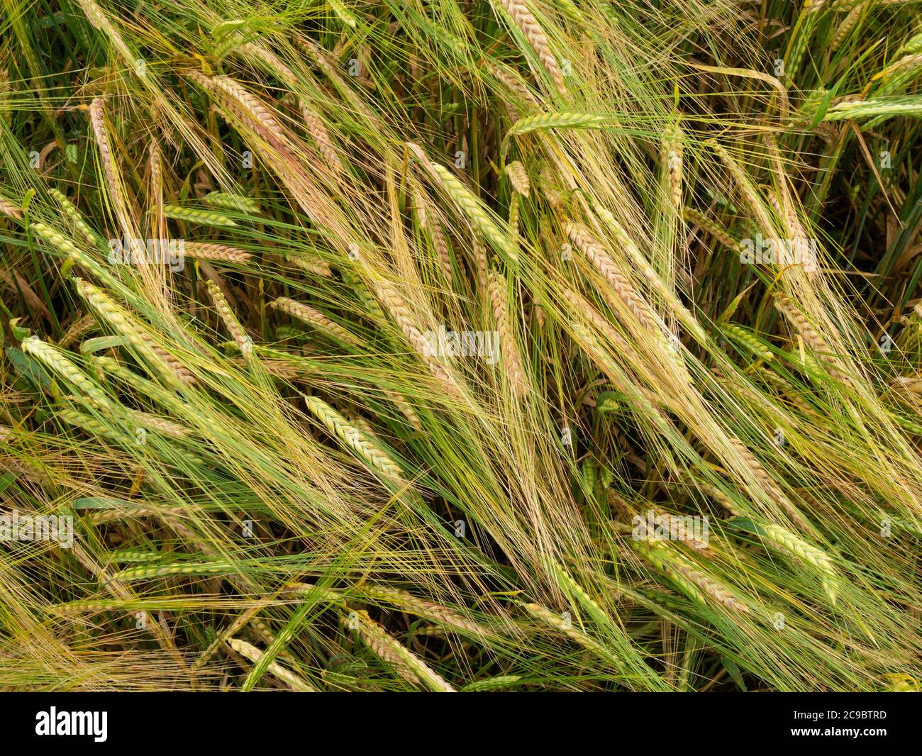 Nahaufnahme der reifenden Ohren von zweireihigen Gerstengetreide (Hordeum vulgare), die auf dem landwirtschaftlichen Feld in Großbritannien wächst. Stockfoto