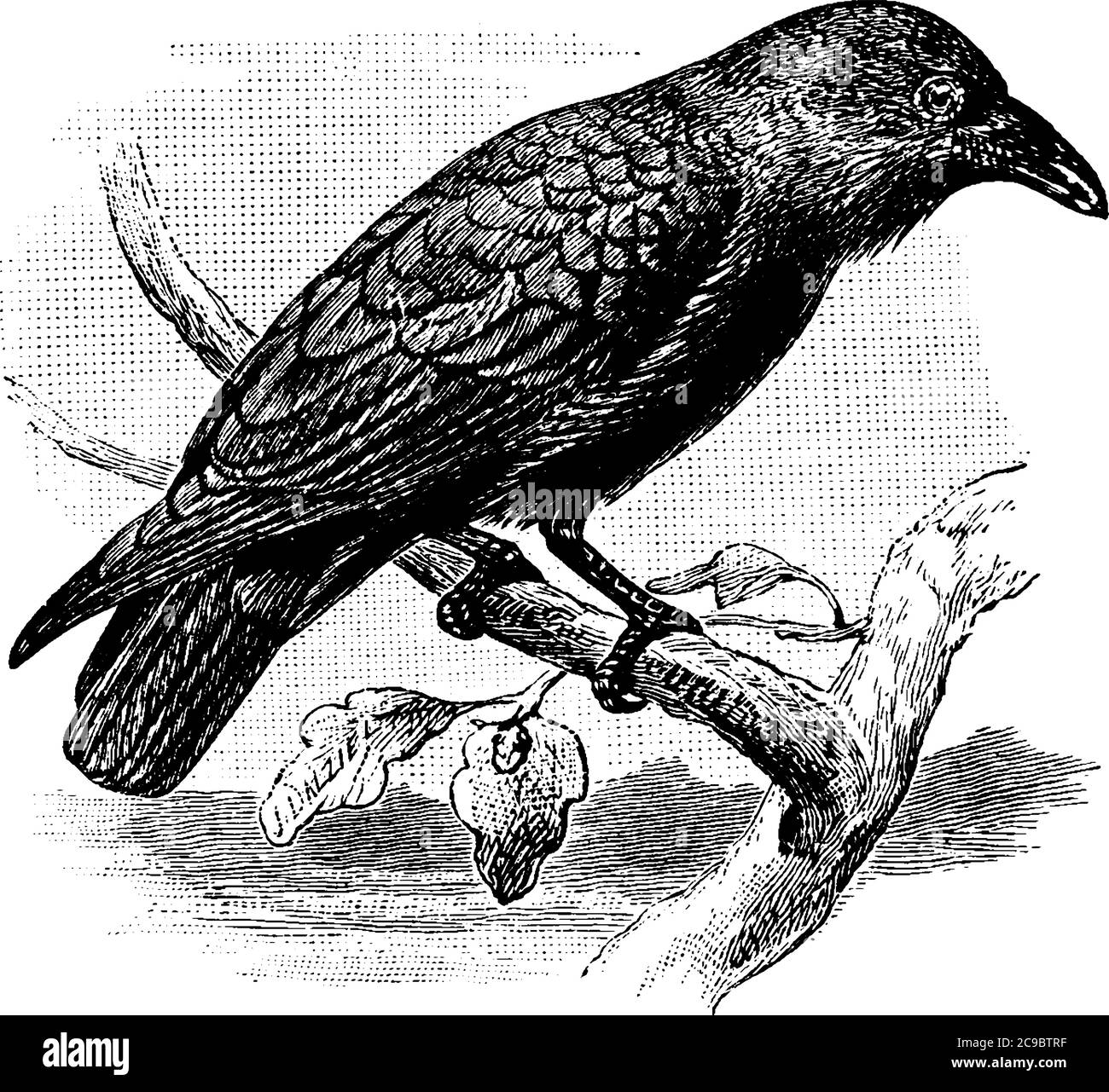 Die Rabenvögel sind schwarzes Gefieder mit einem metallischen Glanz, der Schnabel und die Füße sind ebenholz schwarz, die Flügel spitz und der Schwanz abgerundet, Vintage Linie drawi Stock Vektor