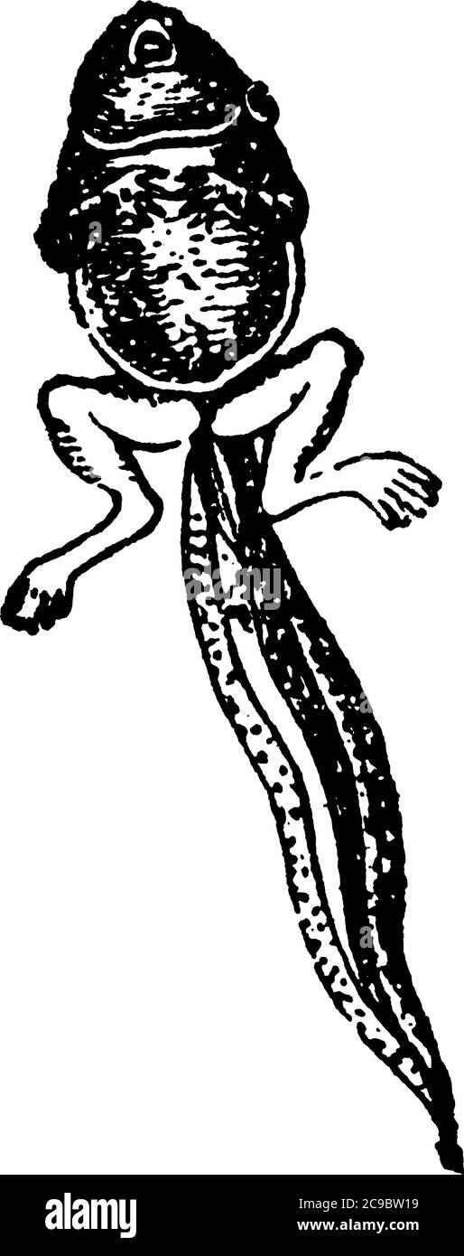 Die Larve der anurösen Amphibie, Urodela, durchläuft eine unvollständige Metamorphose. Die Jungen haben zunächst keine Atmungsorgane oder Gliedmaßen. Sie sind alle Stock Vektor