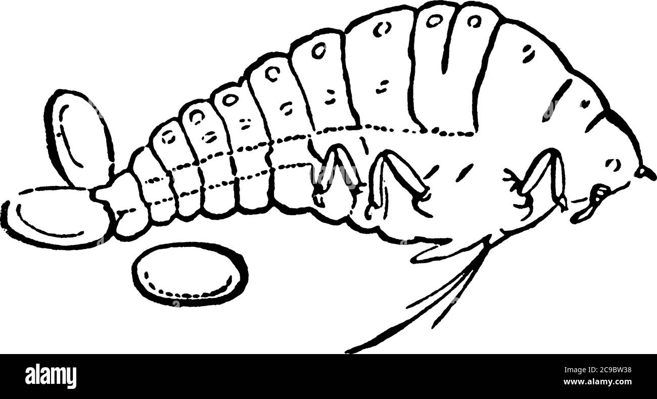 Phylloxera vastatrix, oviparous wingless Weibchen und ihre Eier., vintage Linie Zeichnung oder Gravur Illustration. Stock Vektor