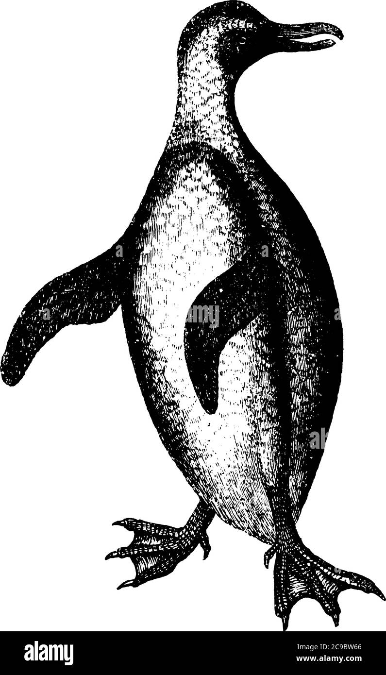 Pinguine sind eine Gruppe von Wasservögeln fluglos, Vintage-Linie Zeichnung oder Gravur Illustration. Stock Vektor