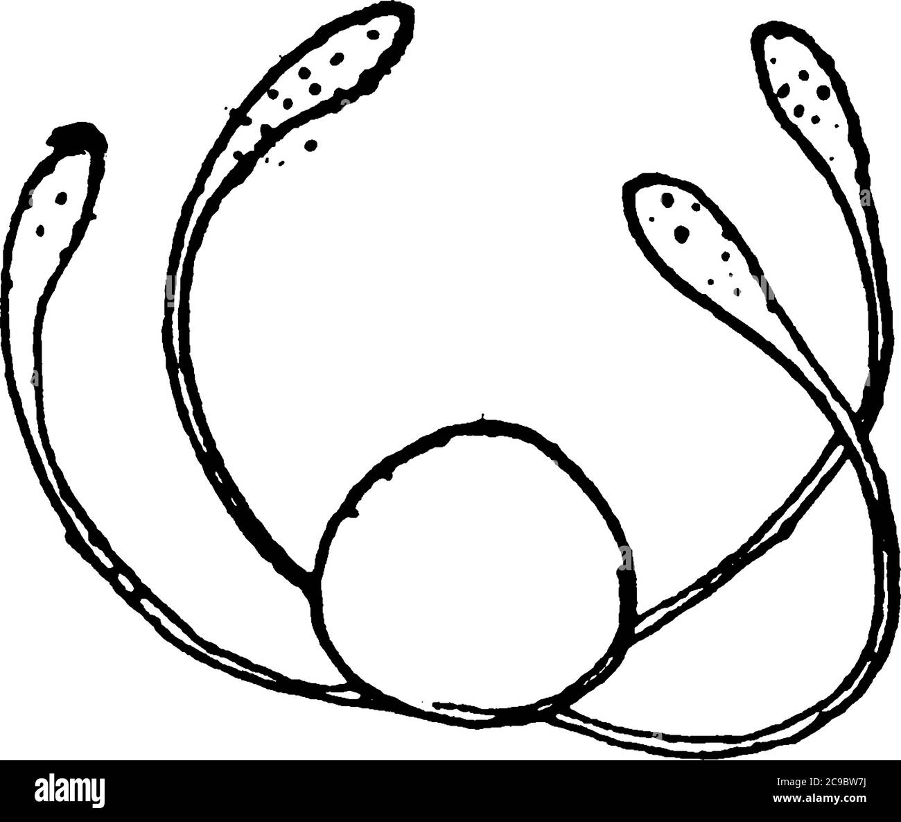 Eine typische Darstellung einer Spore mit kreisförmigen Punkten, Vintage-Linienzeichnung oder Gravurillustration. Stock Vektor