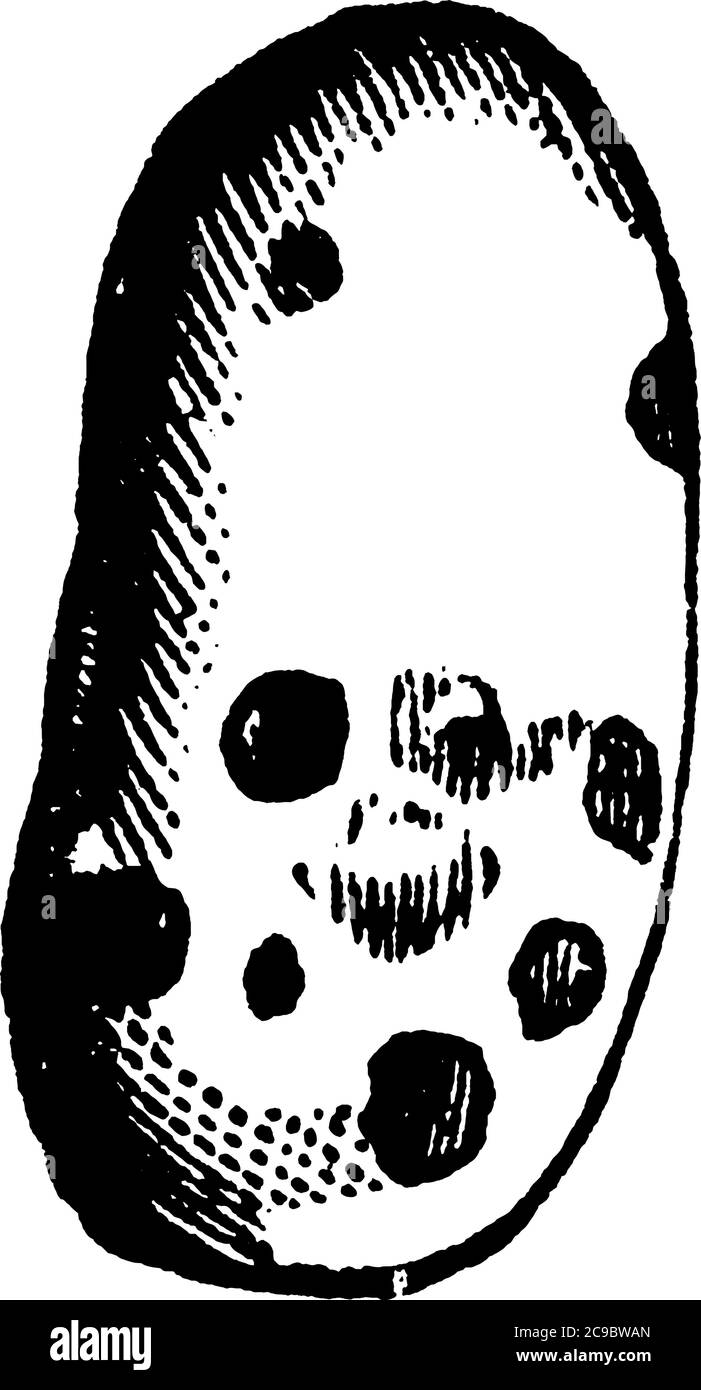 Bild einer befallenen Bohne von Bohnenweevil, Vintage-Linienzeichnung oder Gravurillustration. Stock Vektor