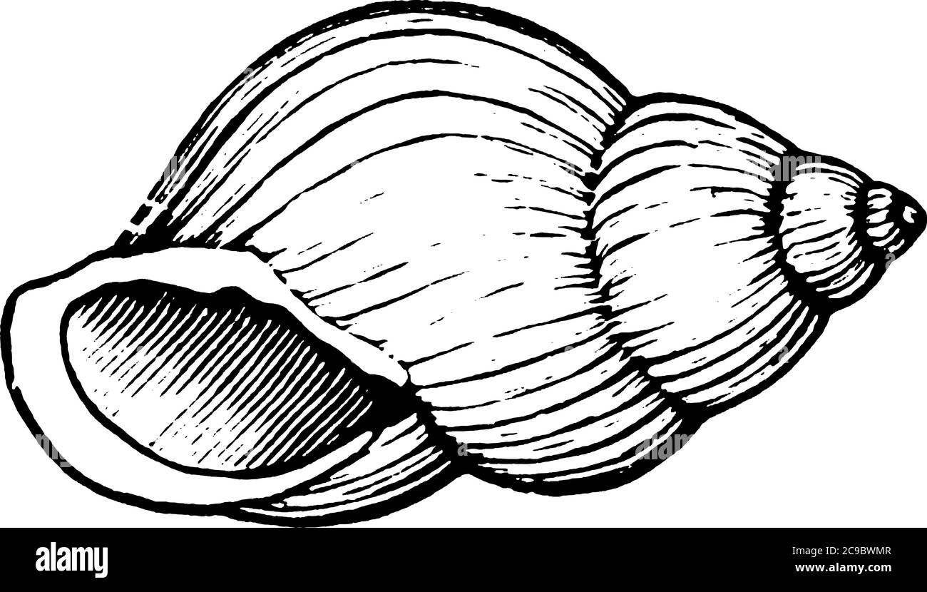 Die Schneckenschale ist Teil des Körpers einer Schnecke, einer Art Weichtier. Es ist ein Exoskelett, das Schnecken vor Raubtieren, Vintage-Linie Zeichnung oder schützt Stock Vektor