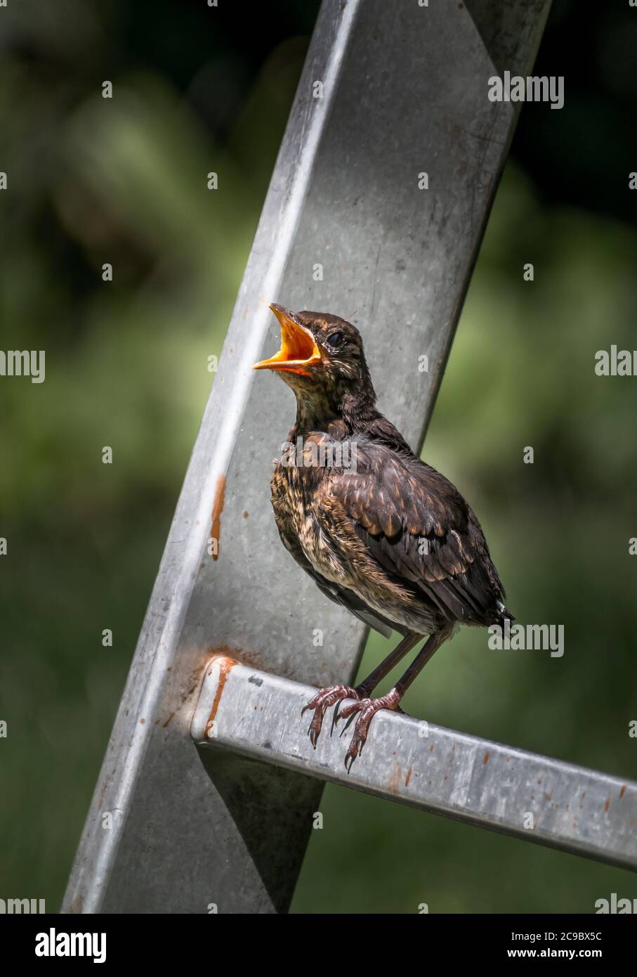 Junge eurasische Amsel Jungvogel sitzt auf Leiter und wartet auf Fed mit weit offenen Schnabel Stockfoto