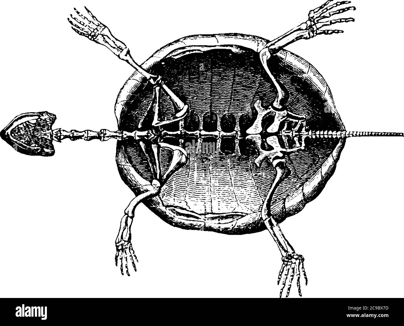 Bild mit Skelett einer Schildkröte, Vintage-Linienzeichnung oder Gravurillustration. Stock Vektor