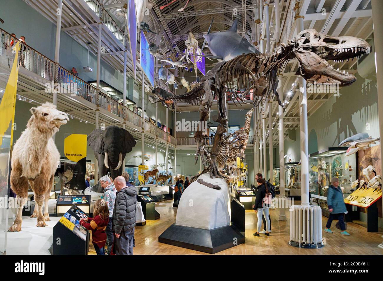 Tyrannosaurus Rex Skelett im National Mueum of Scotland, Edinburgh Stockfoto