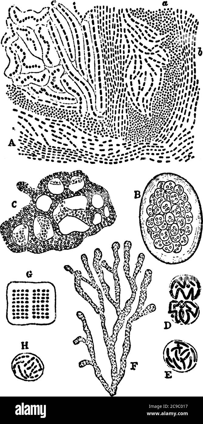 Eine typische Darstellung verschiedener Zoogloea-Arten, einer Gattung gramnegativer und stabförmiger Bakterien aus der Familie der Zoogloeaceae, Jahrgangslinie Stock Vektor