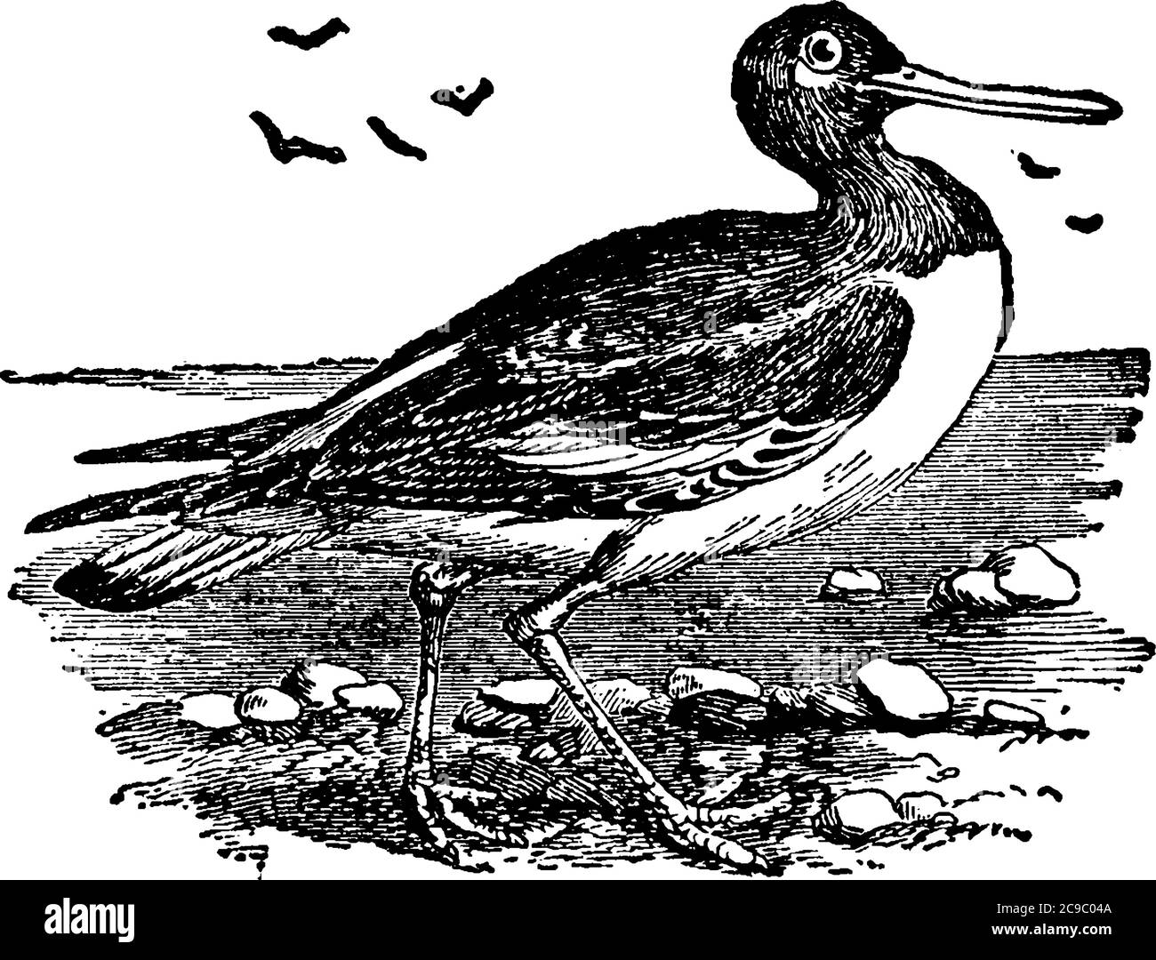 Watvögel bilden die Familie Haematopodidae, die eine einzige Gattung hat, Haematopus, sie haben lange orange oder rote Schlingen zum Zerschlagen oder Pryin verwendet Stock Vektor