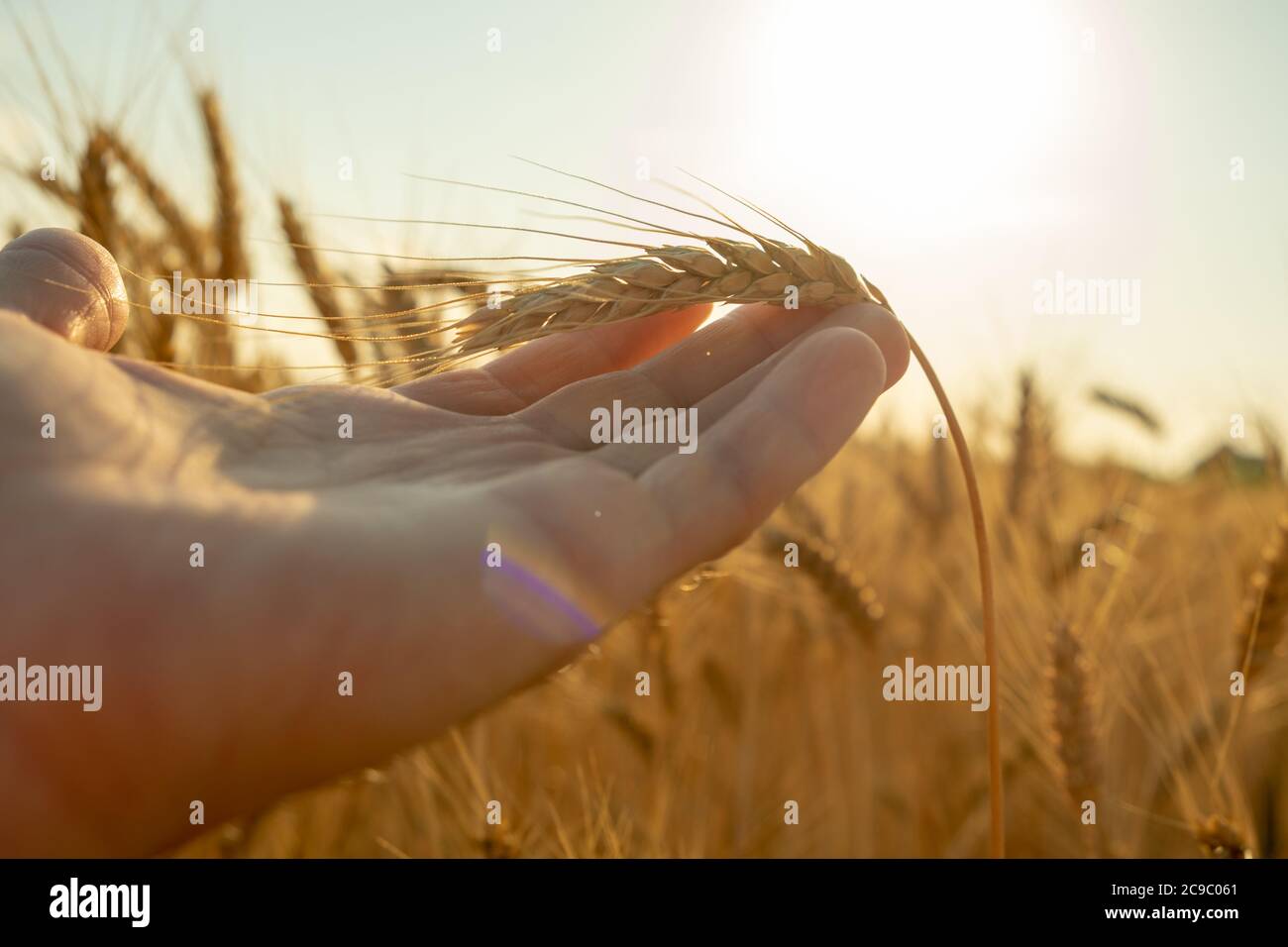 Hände halten gelben Ähren Weizen auf dem Feld. Reiche Ernte von Weizen. Weizen in der Hand Stockfoto