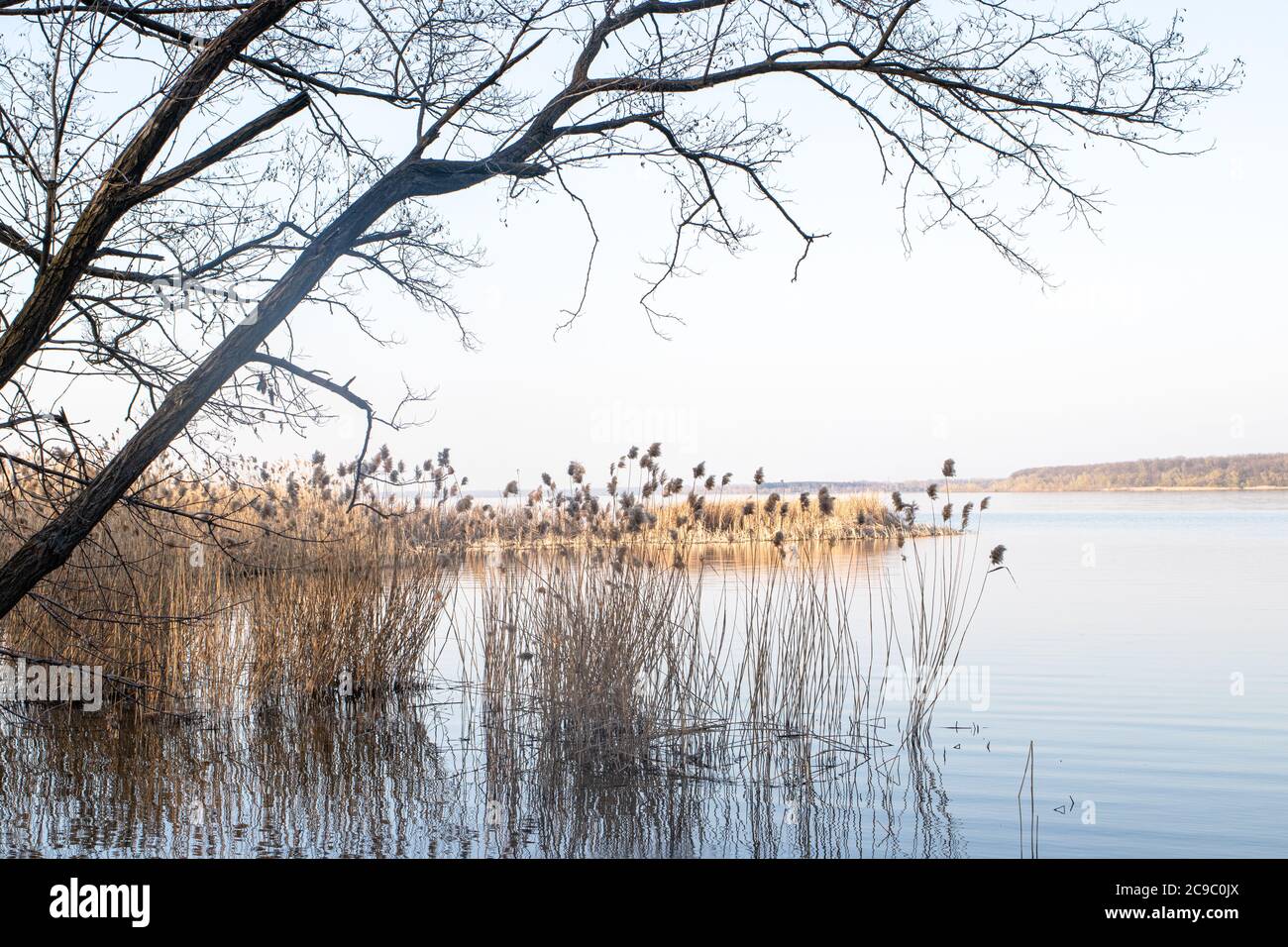 Schöne Landschaft von Frühling Natur: see, Bäume und Schilf. Reflexion von Schilf im Wasser. Stockfoto