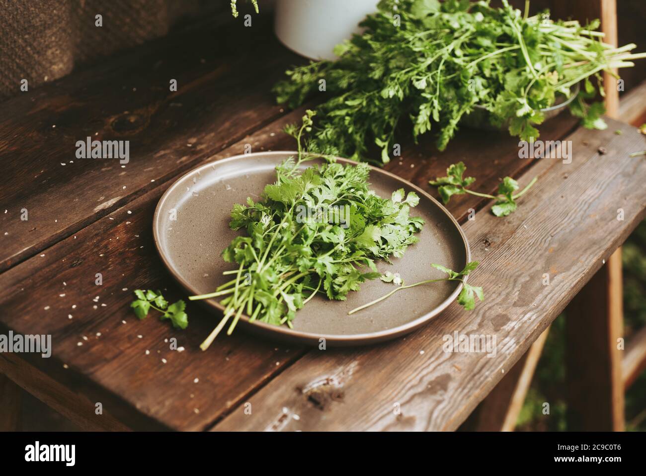 Bündel Koriander, frischer Koriander ein dunkler Holztisch. Authentisches Stillleben Stockfoto