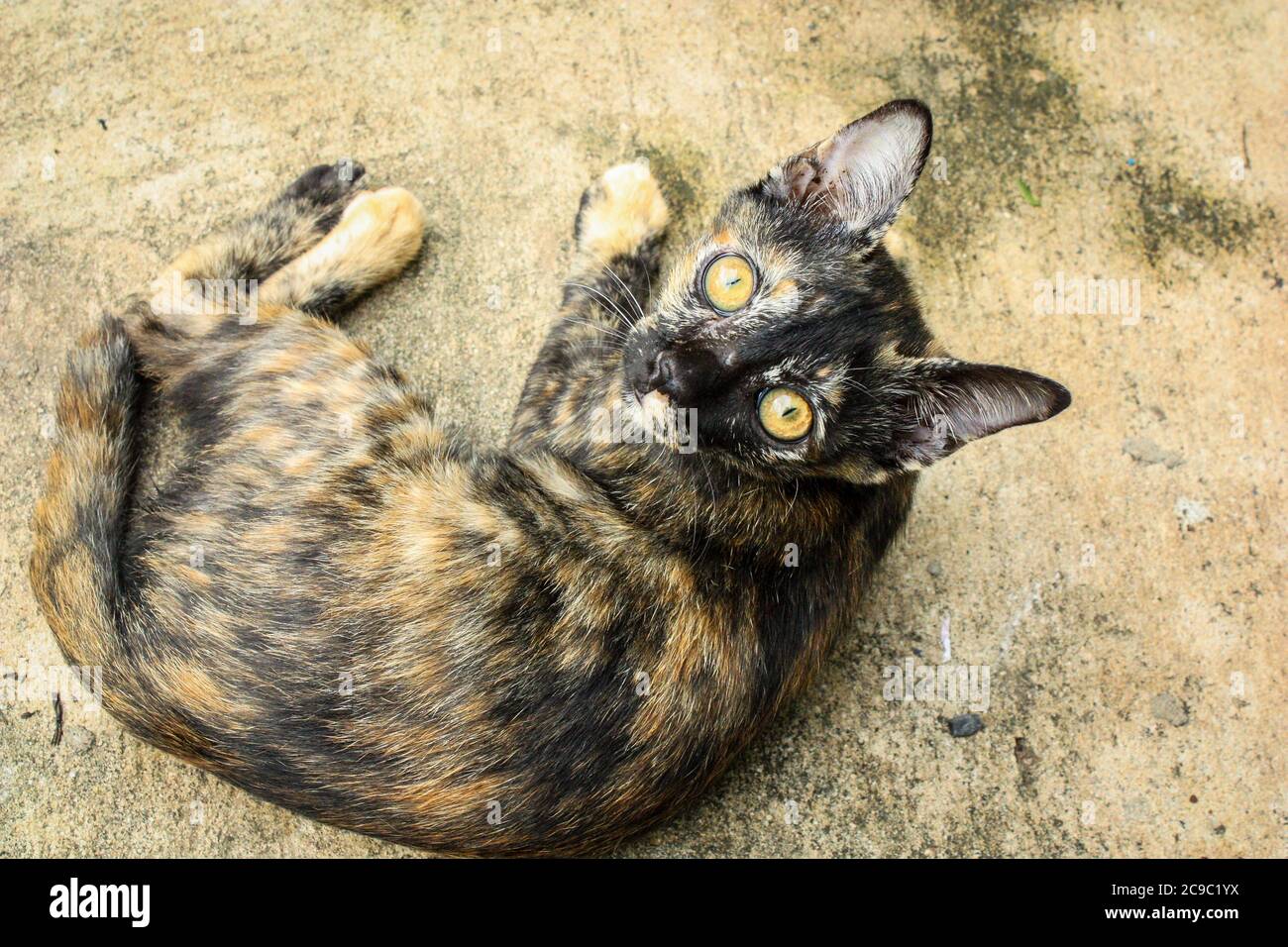 Sie sehen eine kleine Katze, die schwarz und braun getupft ist und auf dem Boden liegt Stockfoto