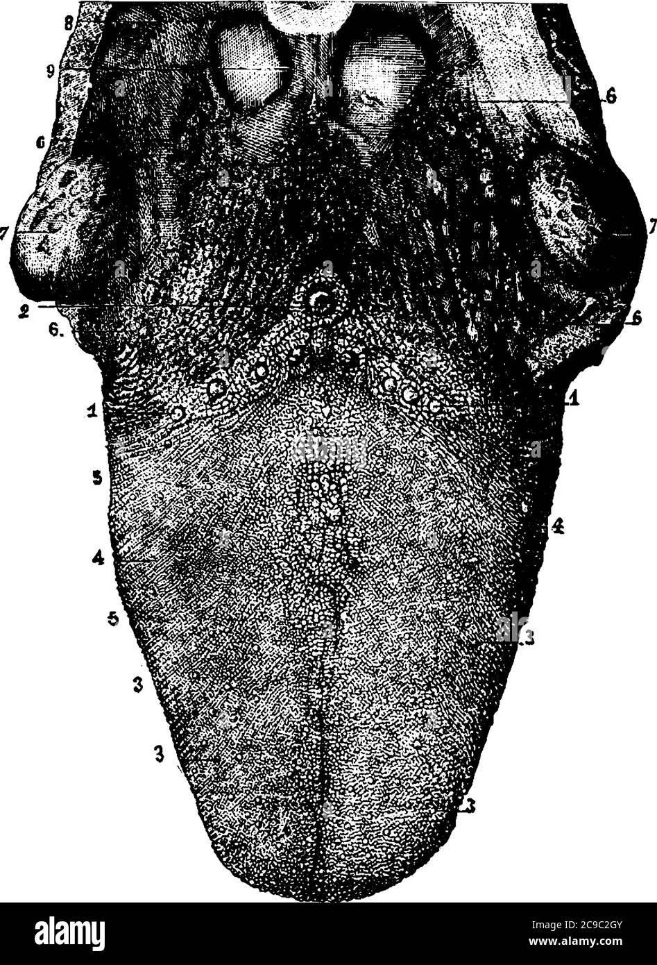 Eine typische Darstellung der oberen Oberfläche der Zunge, deren Teile als, 1,2, 3, 4 und 6 gekennzeichnet sind, welche die zirkumvallaten Papillen, Pilze darstellen Stock Vektor