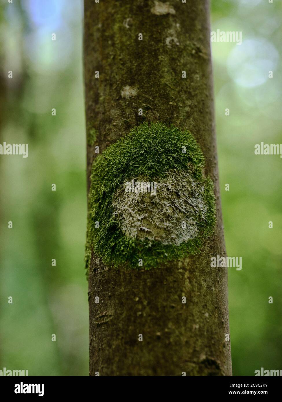 Eine natürliche abstrakte kreisförmige Form von grünem Baummoos auf einem kleinen Baumstamm Stockfoto