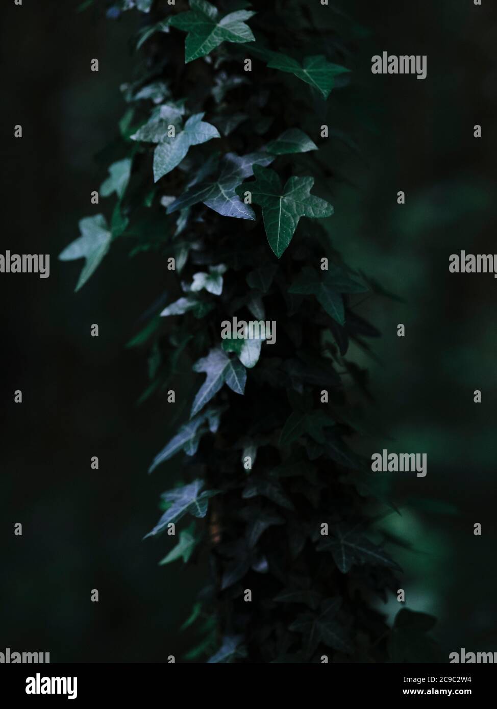 Hedera Helix, Efeu, Efeu, Efeu, Efeu, oder einfach nur Efeu, eine blühende Pflanze in der Familie Araliaceae - dunkle Natur Laub Flora Hintergrund Stockfoto