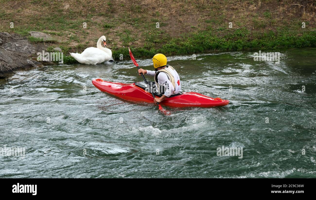 Sportler und weißer Schwan Auge in Auge am Rhein Stockfoto