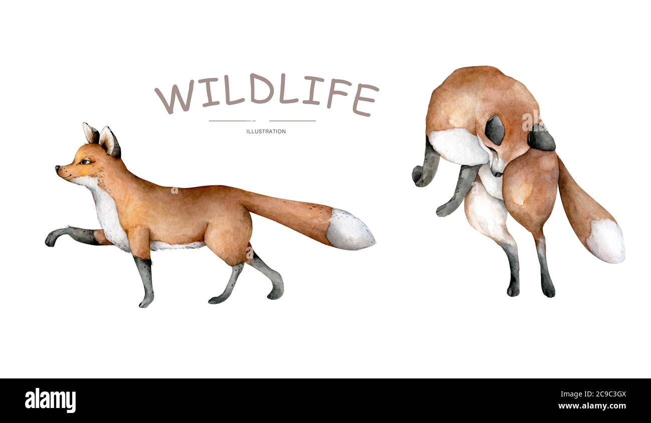 Fox Drawing Face Stockfotos Und Bilder Kaufen Seite 3 Alamy