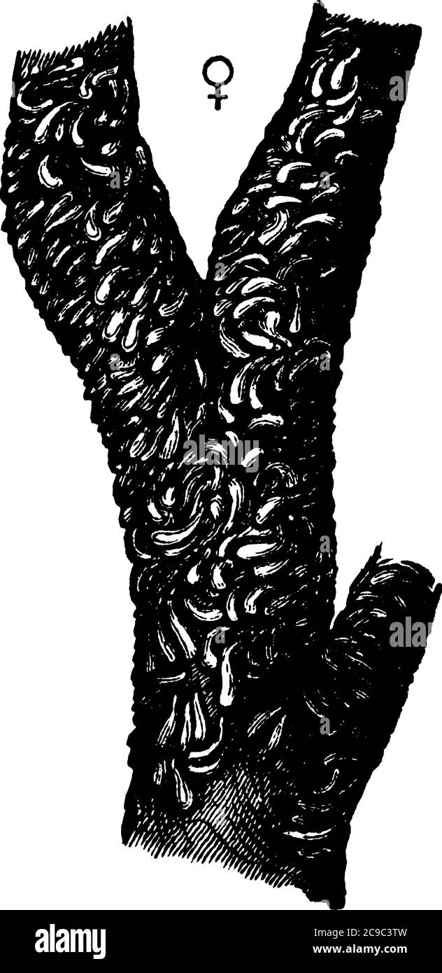 Bild mit Austernmuschel-Skala, Mytilaspis Pomorum-Arten ein von weiblichen Schuppen befallender Zweig, Vintage-Linienzeichnung oder Gravurillustration. Stock Vektor