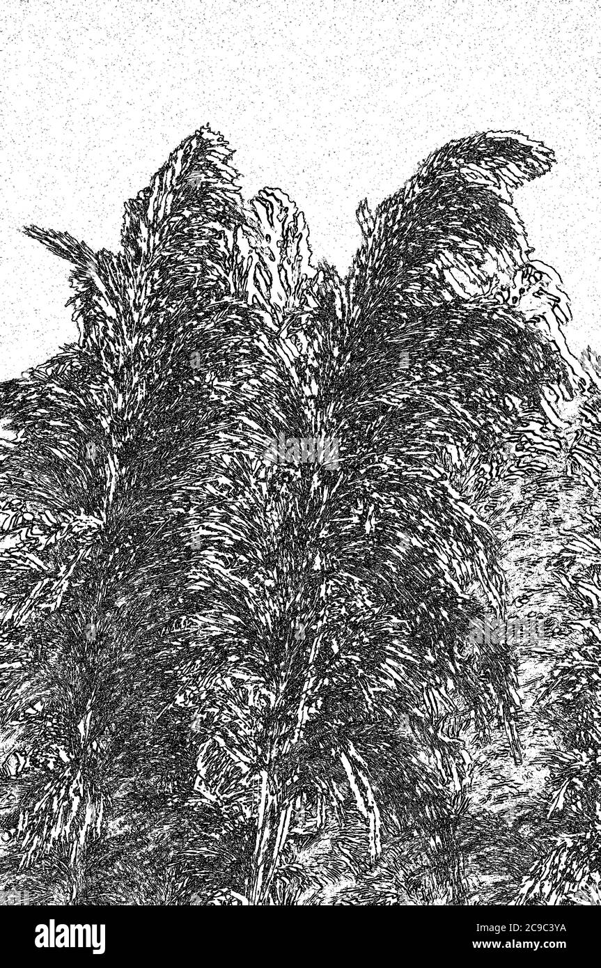 Abstrakte Umwandlung von wachsenden Pampa-Federn zu einem rätselhaften Bild für konzeptuelle Zwecke Stockfoto