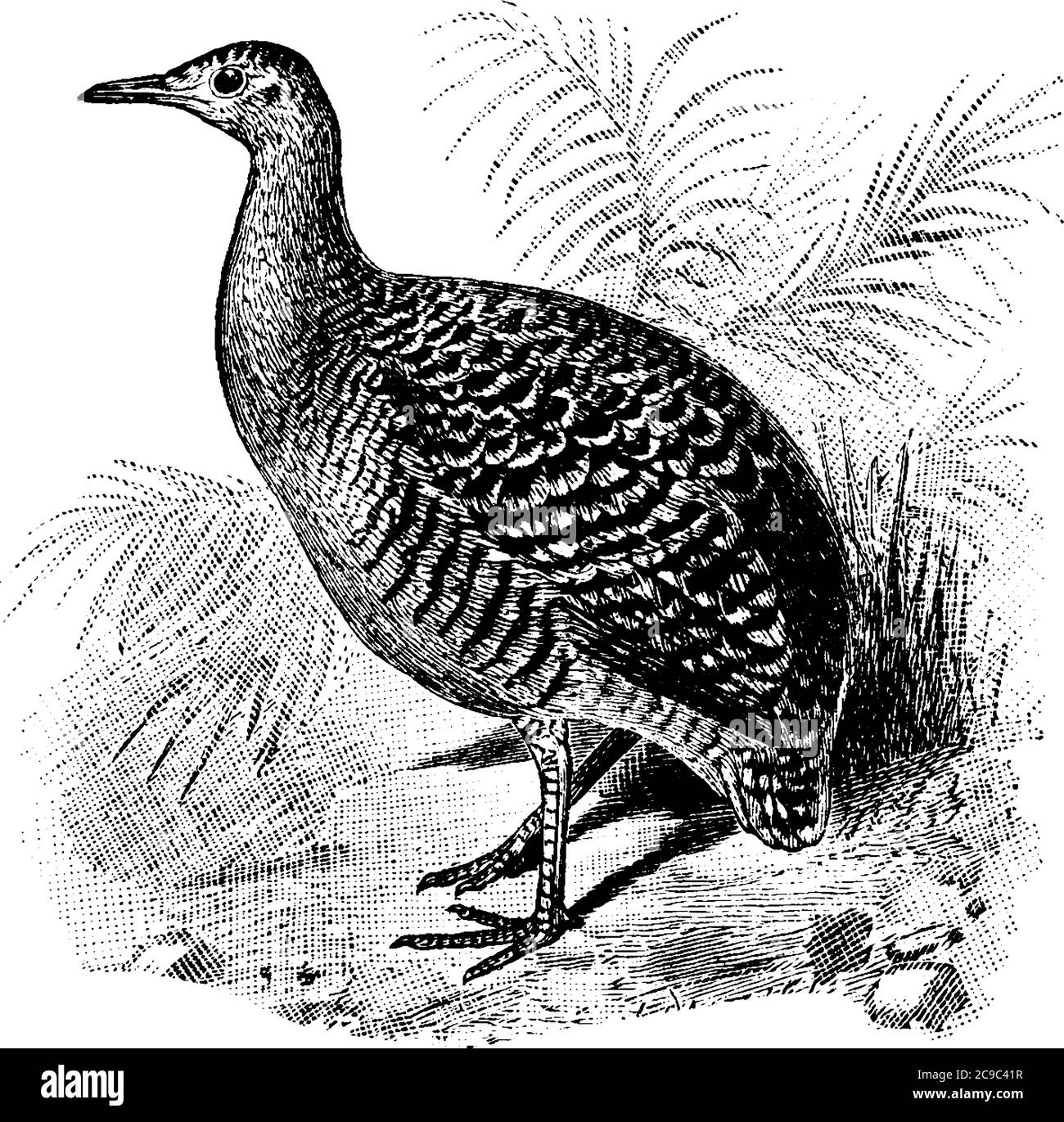 Tinamou, ein großer Vogel mit buntem Gefieder, kurzen weichen Schwanzfedern, gut entwickelter Hinterzehe und langem Schnabel, zwischen Büschen stehend, Vintage-Linie dr Stock Vektor