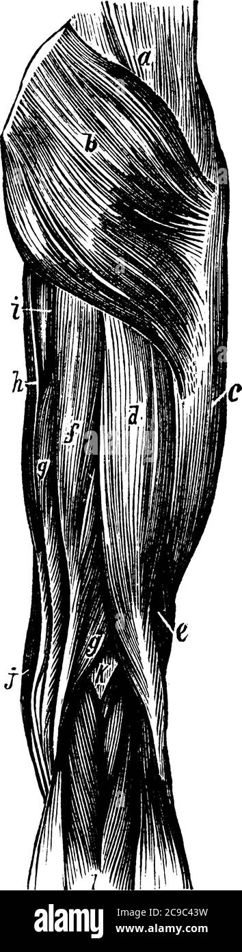 Muskeln des Oberschenkels werden auch als Quadrizeps bekannt gezeigt, sind stärkste und schlankste Muskeln im menschlichen Körper. Sie sind die wichtigsten Extensoren des Knies, Jahrgang Stock Vektor
