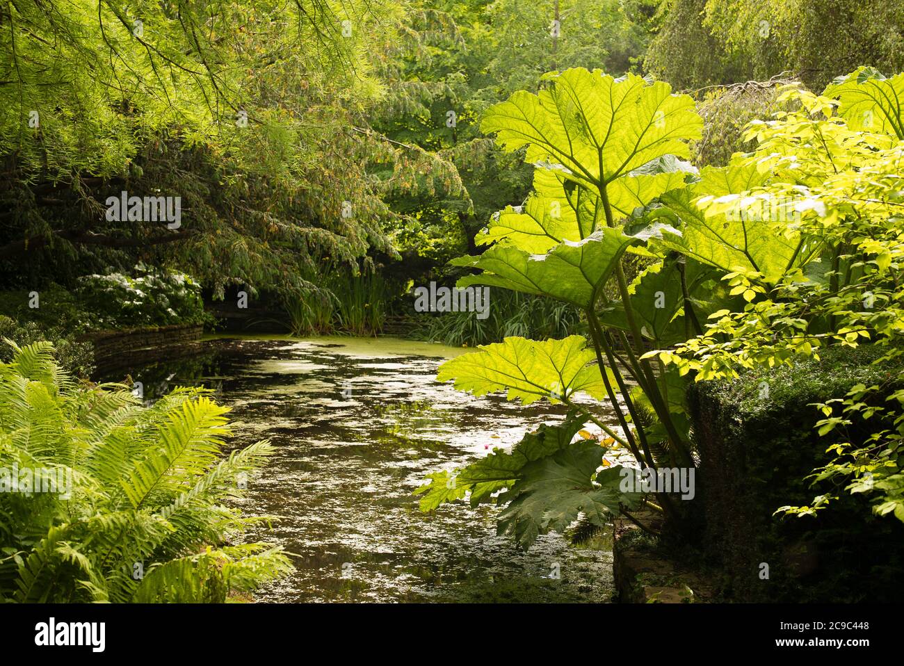 Eine friedliche grüne Wassergarten-Szene mit Gunnera manicata, Farnen und abwechslungsreichen Bäumen in voller Blatt in einem englischen Garten im Juni Stockfoto