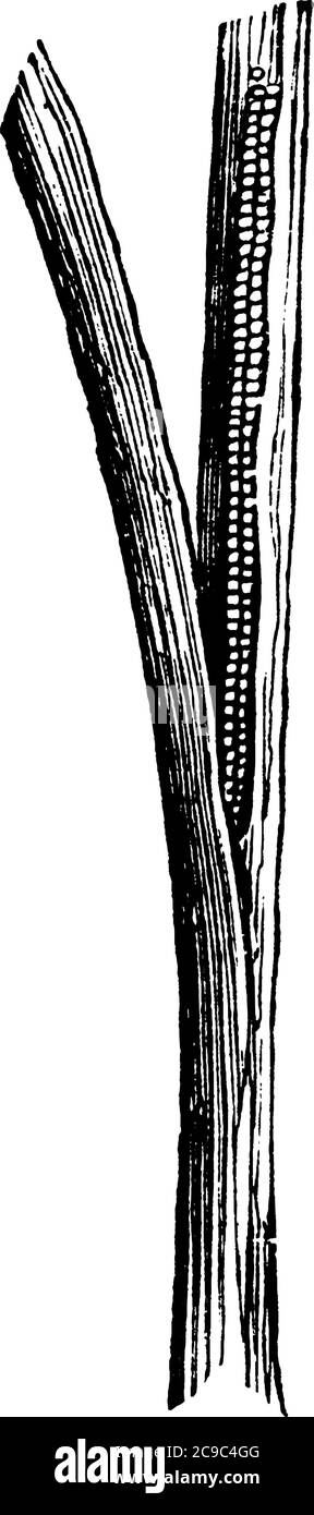 Die Masse der Eier eines Weizenkopf-Armeewurms, beobachtet unter einer Blattscheide, Vintage-Linienzeichnung oder Gravur Illustration. Stock Vektor
