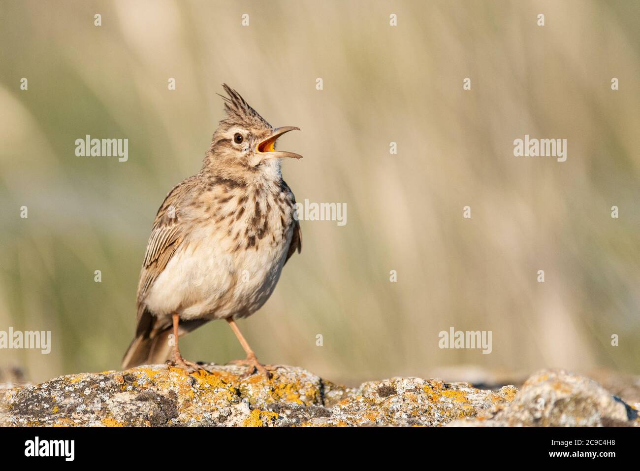 Ein ausgeruhter Lark Galerida cristata, sitzend auf einem Felsen in einem schönen Licht. Nahaufnahme. Stockfoto