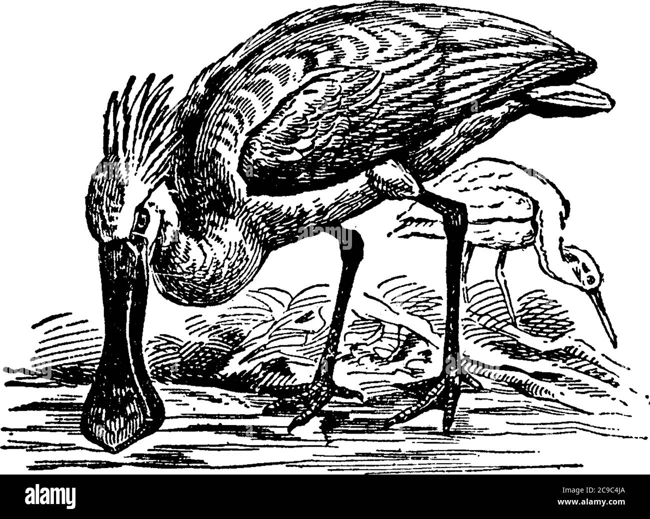 Löffelvögel sind eine Gattung, Platalea, von großen, langbeinigen Watvögel, gehören zur Familie der Reiher (Ardeidae), Ordnung Grallatores, aus der Form der Stock Vektor