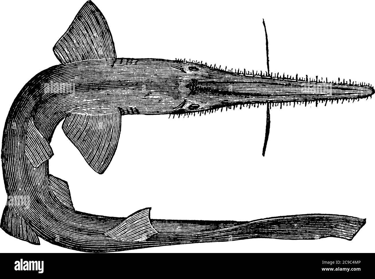 Diese Art von Fisch ist deutlich und als Schwertfisch benannt, aufgrund seiner schwertartigen, langen scharfen Nieten Nase, Vintage-Linie Zeichnung oder Gravur Illustration. Stock Vektor