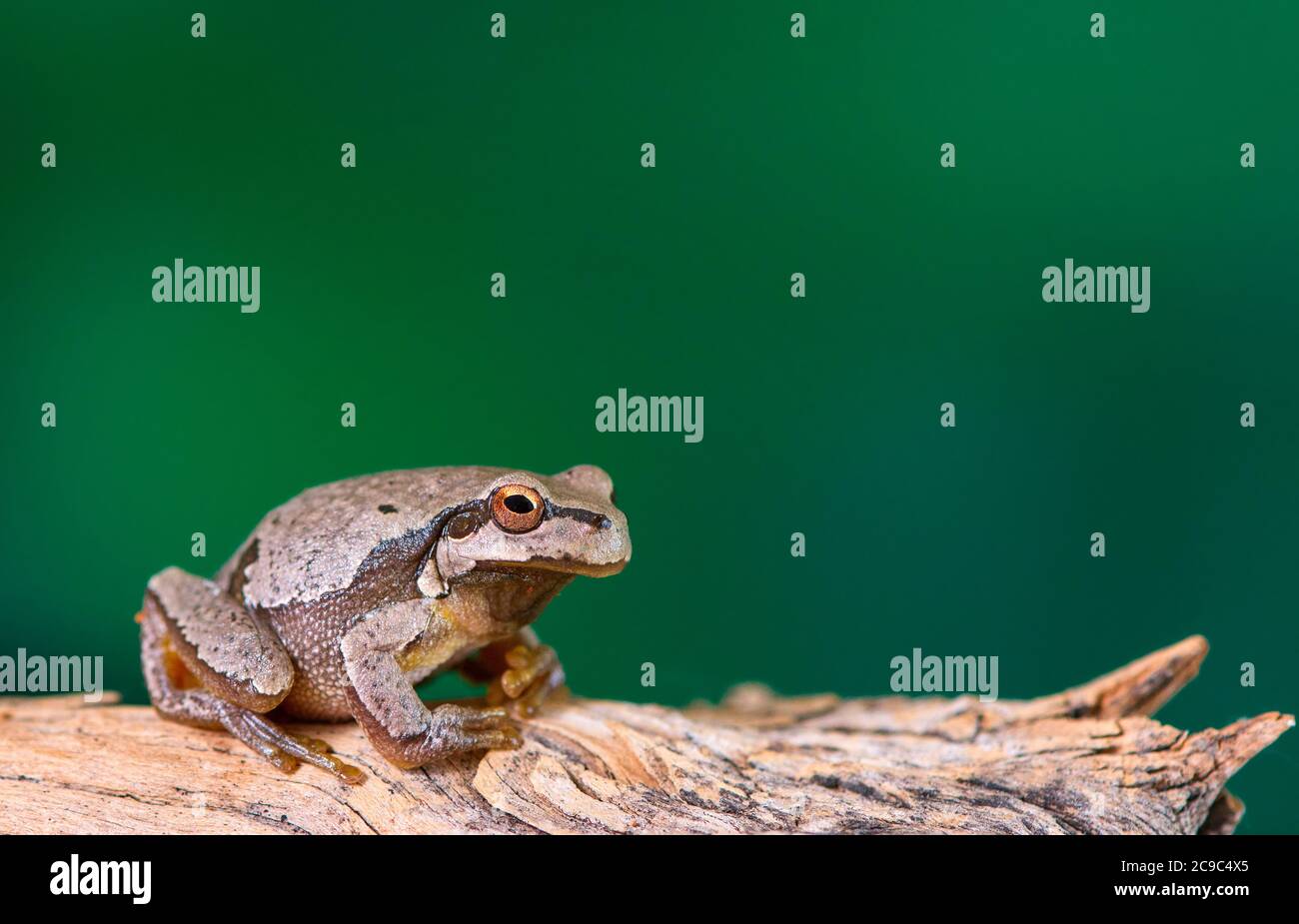 Europäischer grüner Baumfrosch (Hyla arborea früher Rana arborea) auf einem Ast sitzend. Stockfoto