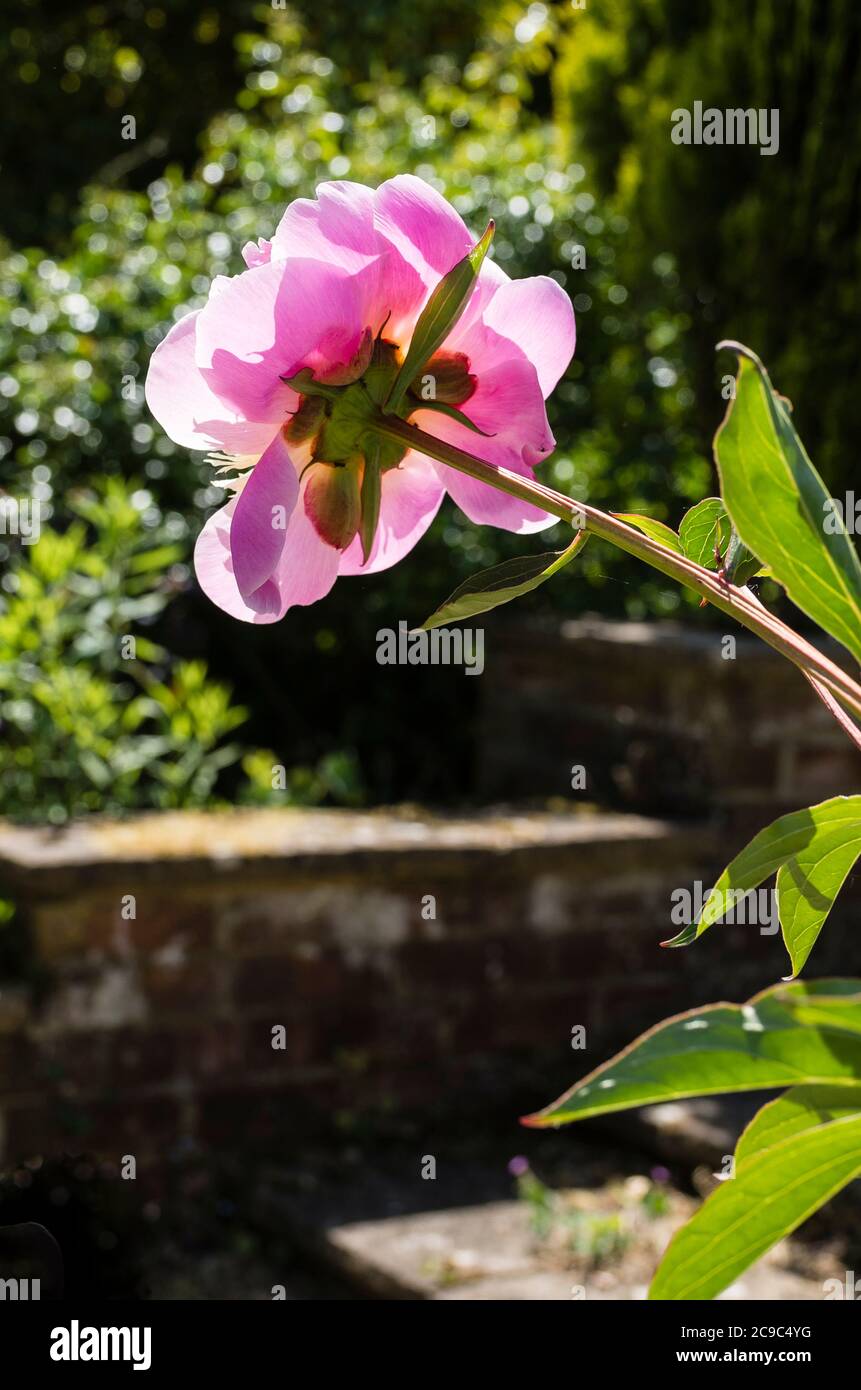 Eine einzelne rosa Peony Bowl of Beauty blüht in einem Englischer Garten im Mai Stockfoto